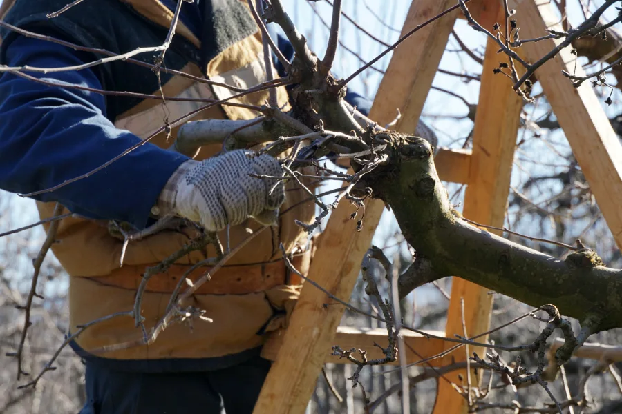 Expert Tree Pruning Burlington, NC