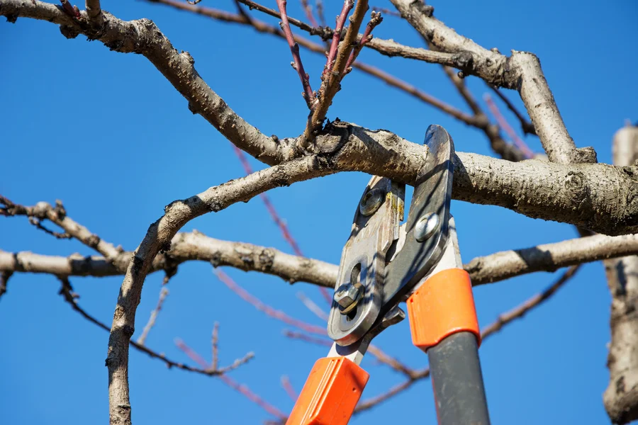 How Tree Pruning Enhances The Appearance Of Your Landscape Burlington, NC