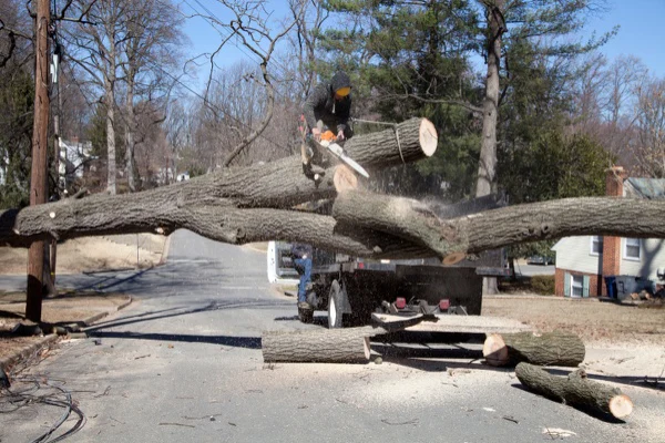 How Tree Removal Protects Your Home And Landscape Burlington, NC