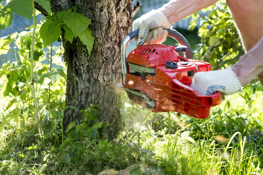 How Tree Removal Protects Your Home And Landscape in Burlington, NC