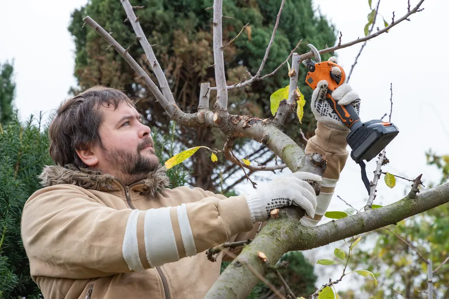Reliable Tree Pruning Burlington, NC