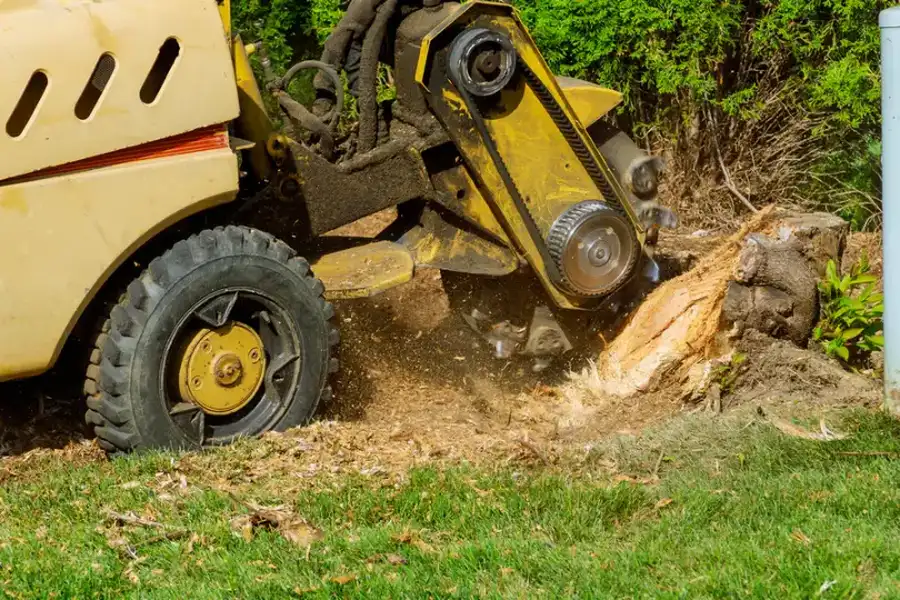 The Environmental Impact Of Stump Grinding And Removal Burlington, NC