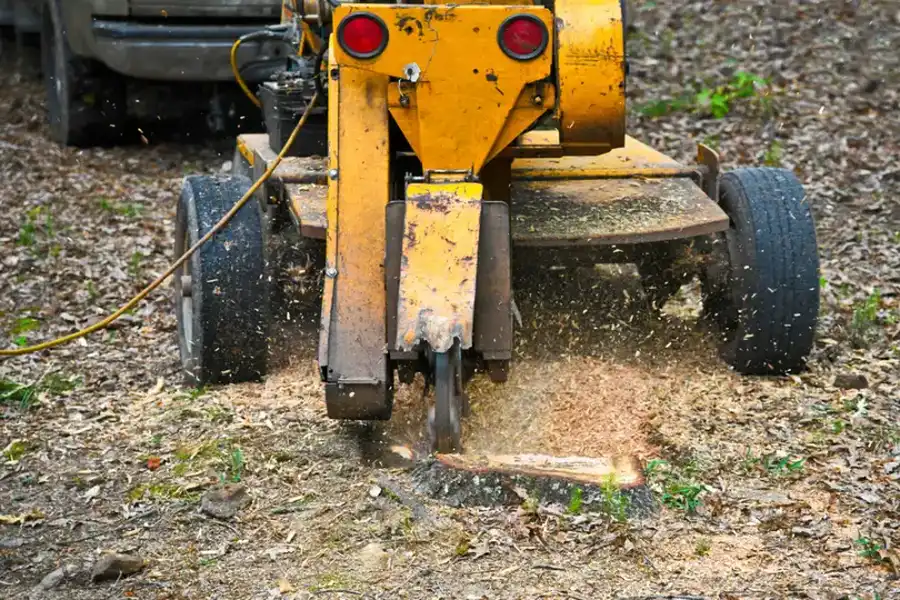 The Environmental Impact Of Stump Grinding And Removal in Burlington, NC
