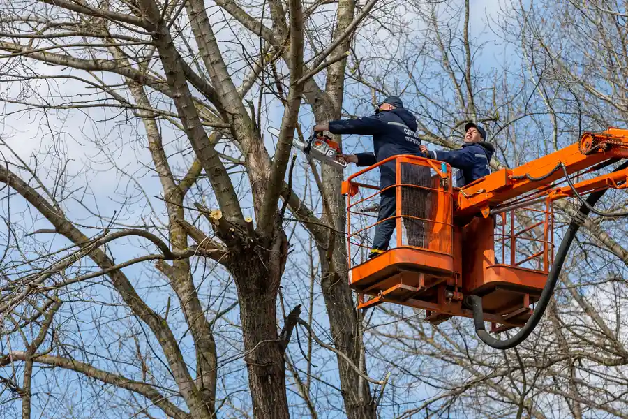 Top-rated Tree Removal Burlington, NC